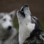 Huskyhof im Waldviertel - Schlittenhunde - Schlittenhundeausfahrten - Huskys - Huskyausfahrten