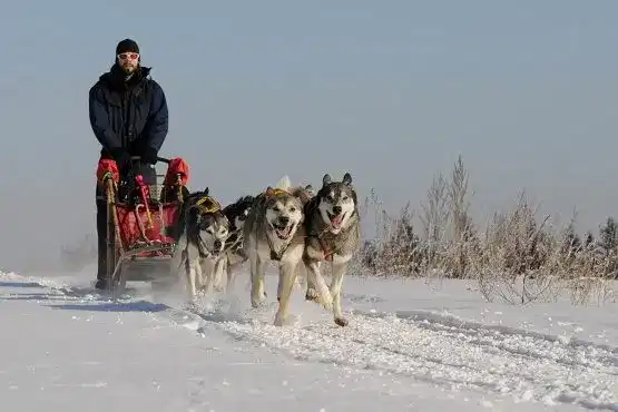 Huskyschlittenfahrt
Huskywagenfahrt
Huskyfahrt
Husky-Ausfahrt
Huskyhof Waldviertel
Siberian Husky Schlittenhunde Team
Husky-Schlitten