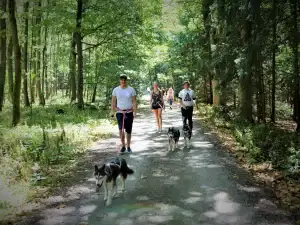 Husky Wanderung mit Siberian Husky im Waldviertel
