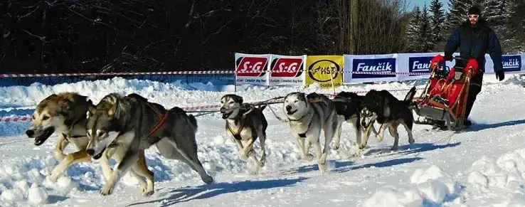 Schlittenhunde in Österreich Schlittenhunde in Österreich