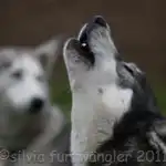 Huskyhof Waldviertel - Schlittenhunde - Schlittenhundeausfahrten - Huskys - Huskyausfahrten Huskyhof im Waldviertel - Schlittenhunde - Schlittenhundeausfahrten - Huskys - Huskyausfahrten