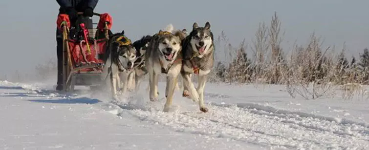 Schlittenhunde Abenteuer im Waldviertel