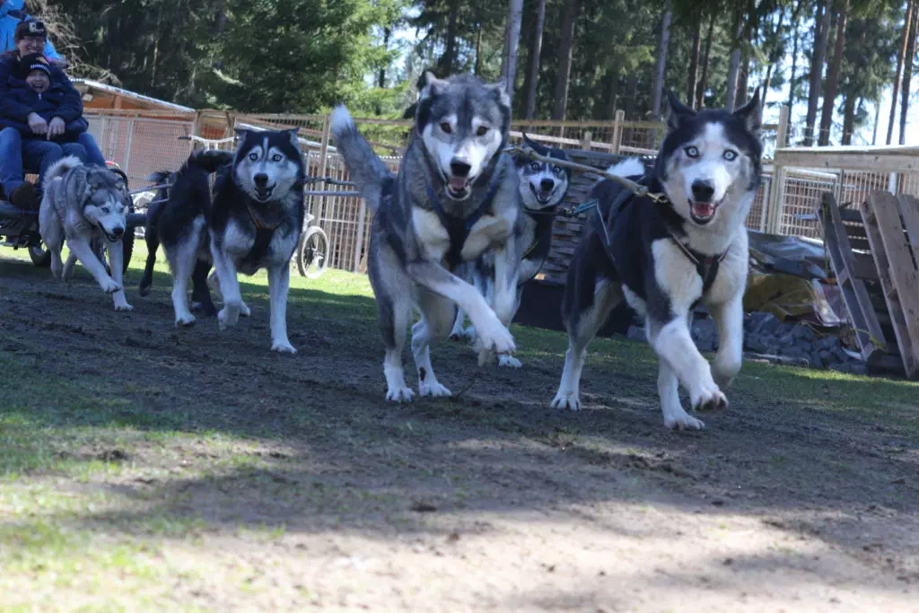 Musher-Kurs & Husky-Workshop für Jung und Alt. Siberian Husky Team beim Start