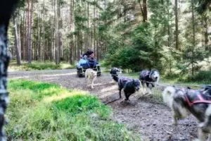 Bei der Husky-Ausfahrt sind die Schlittenhunde in ihrem Element