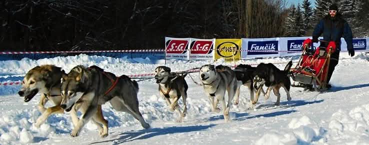 Schlittenhunde in Österreich