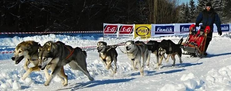 Schlittenhunde in Österreich