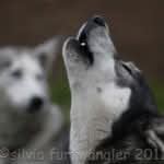Huskyhof im Waldviertel - Schlittenhunde - Schlittenhundeausfahrten - Huskys - Huskyausfahrten